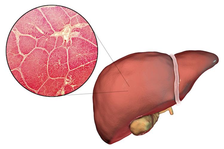 Liver illustration and micrograph