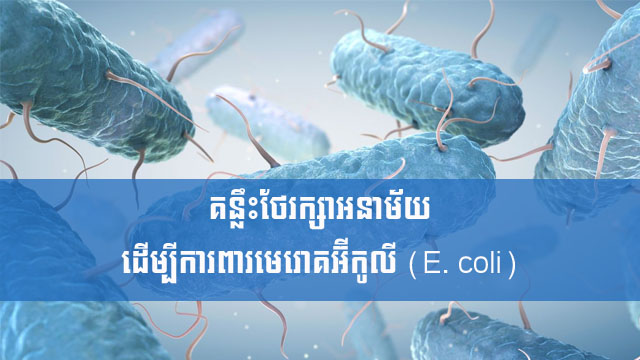 គន្លឹះថែរក្សាអនាម័យ ដើម្បីការពារមេរោគអ៊ីកូលី (E. coli)