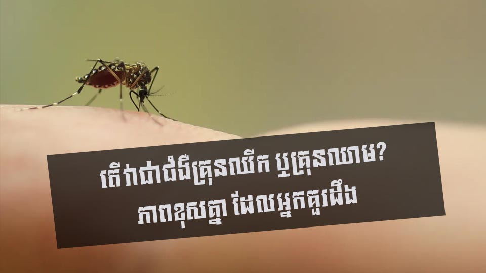 តើវាជាជំងឺគ្រុនឈីក ឬគ្រុនឈាម? ភាពខុសគ្នា ដែលអ្នកគួរដឹង