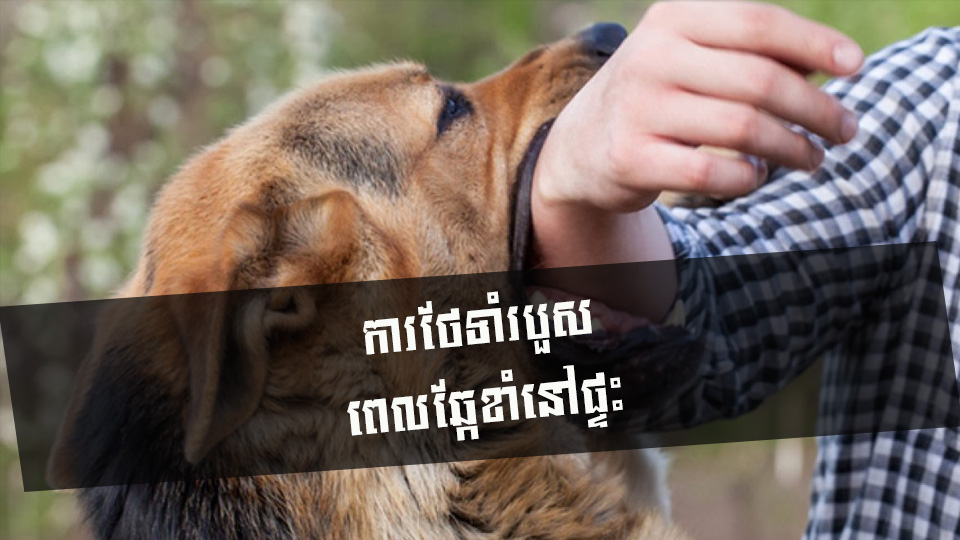 ការថែទាំរបួសពេលឆ្កែខាំនៅផ្ទះ