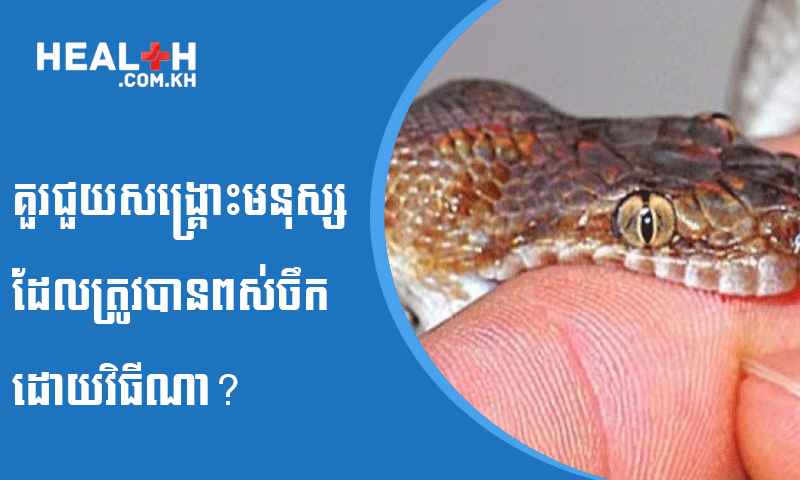 គួរជួយសង្គ្រោះមនុស្សដែលត្រូវបានពស់ចឹកដោយវិធីណា?