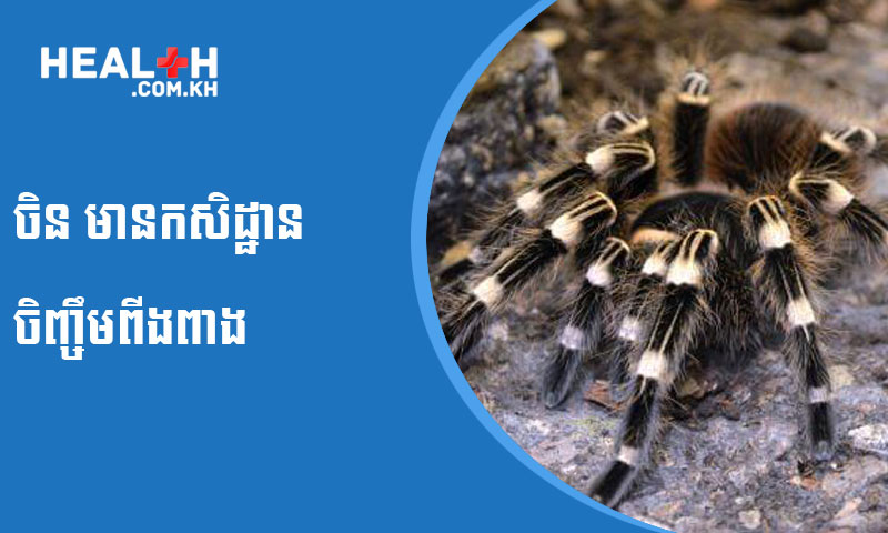 ចិន មានកសិដ្ឋានចិញ្ចឹមពីងពាង