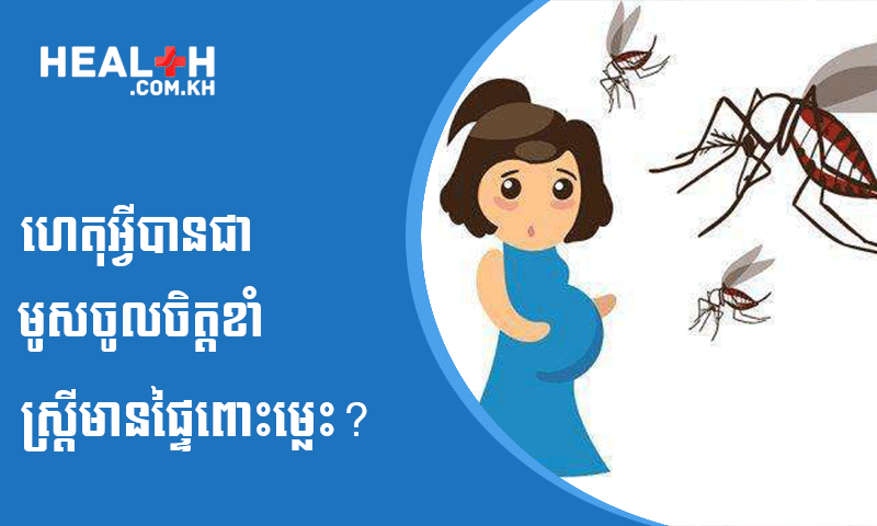 ហេតុអ្វីបានជា មូសចូលចិត្តខាំស្ត្រីមានផ្ទៃពោះម្លេះ?
