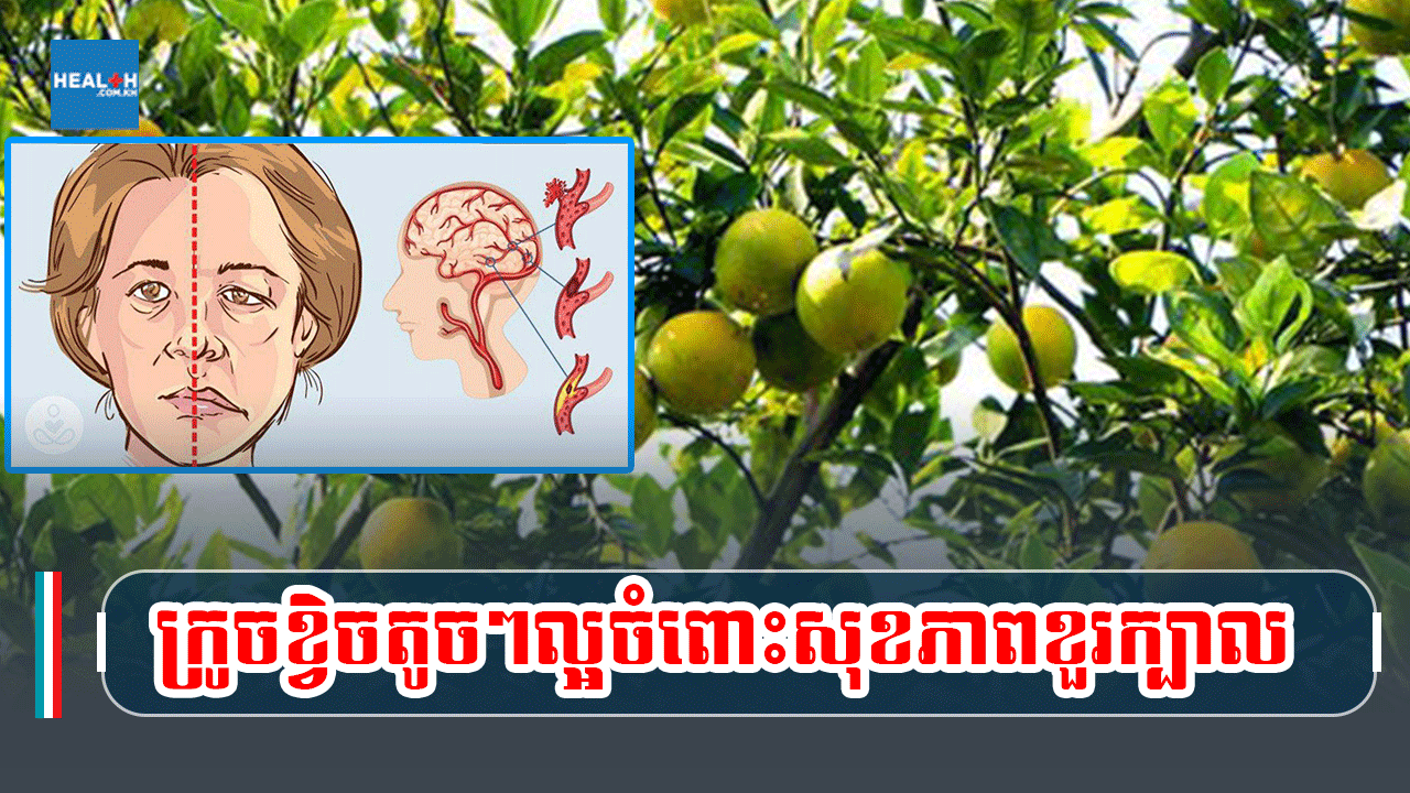 ក្រូចខ្វិចតូចៗល្អចំពោះសុខភាពខួរក្បាល