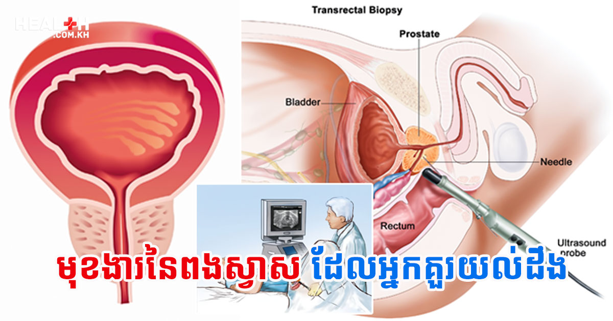 មុខងារនៃពងស្វាស ដែលអ្នកគួរយល់ដឹង