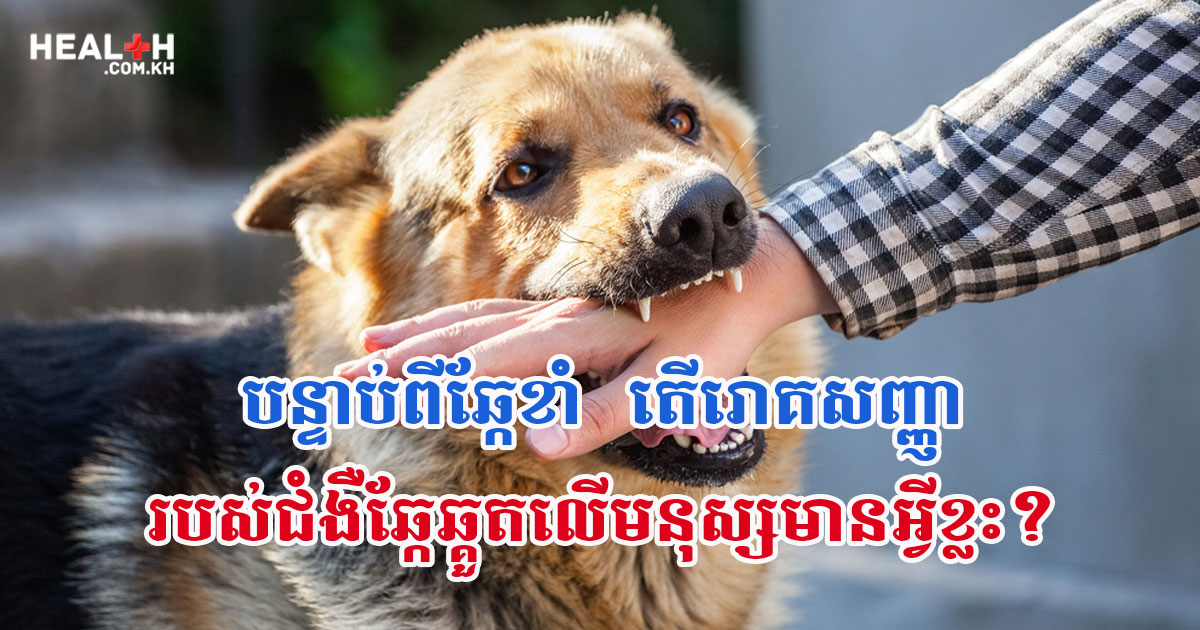 បន្ទាប់ពីឆ្កែខាំ តើរោគសញ្ញារបស់ជំងឺឆ្កែឆ្គួតលើមនុស្សមានអ្វីខ្លះ?