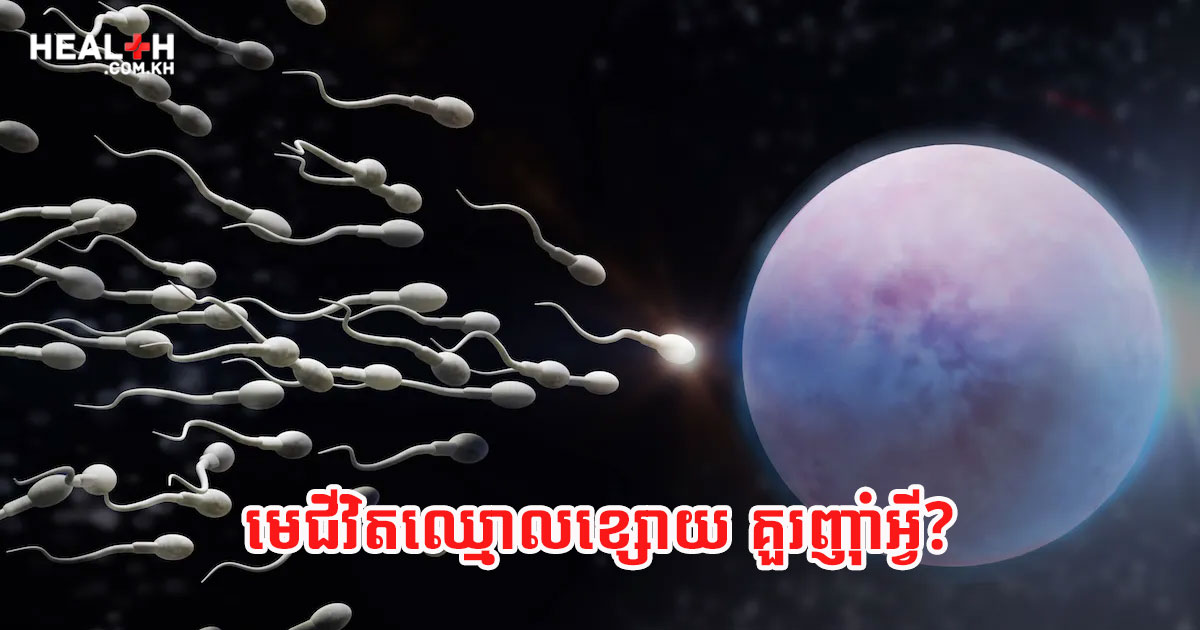 មេជីវិតឈ្មោលខ្សោយ គួរញ៉ាំអ្វី?