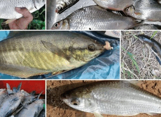 មិននឹកស្មាន! ត្រីអណ្ដែង ត្រីឆ្ពិន ត្រីផ្ទក់ ត្រីកន្ធរ អាចផ្ដល់អត្ថប្រយោជន៍ច្រើនយ៉ាងចំពោះសុខភាព