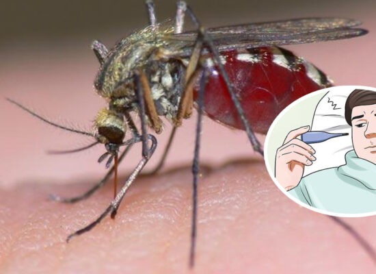 ៨ខែឆ្នាំ២០២៥ ខេត្តសៀមរាបរកឃើញករណីវិជ្ជមានជំងឺគ្រុនចាញ់តែ៣ករណីប៉ុណ្ណោះក្នុងចំណោមការធ្វើតេស្ដជាង៨ម៉ឺនករណី