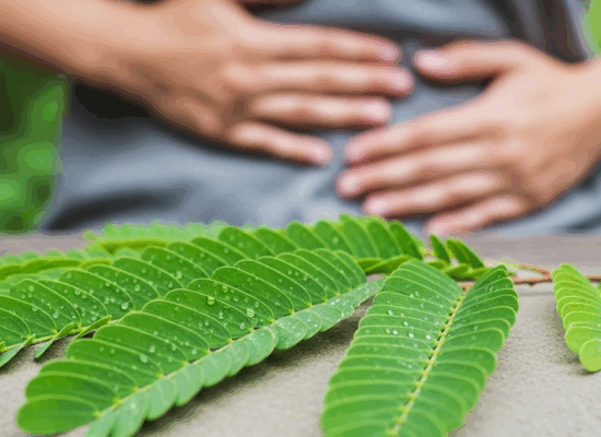 លាហើយហើមពោះ! ស្លឹកអម្ពិលជាឱសថបុរាណជួយបណ្តេញឧស្ម័ន និងសម្រួលដល់ក្រពះពោះវៀន!