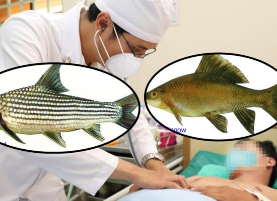 គ្រោះថ្នាក់ដល់ជីវិត ៖ ការពុលប្រម៉ាត់ត្រី (ត្រីក្អែក/ត្រីត្រសក់) អាចនាំឲ្យលាងឈាម ឬពិការតម្រងនោម